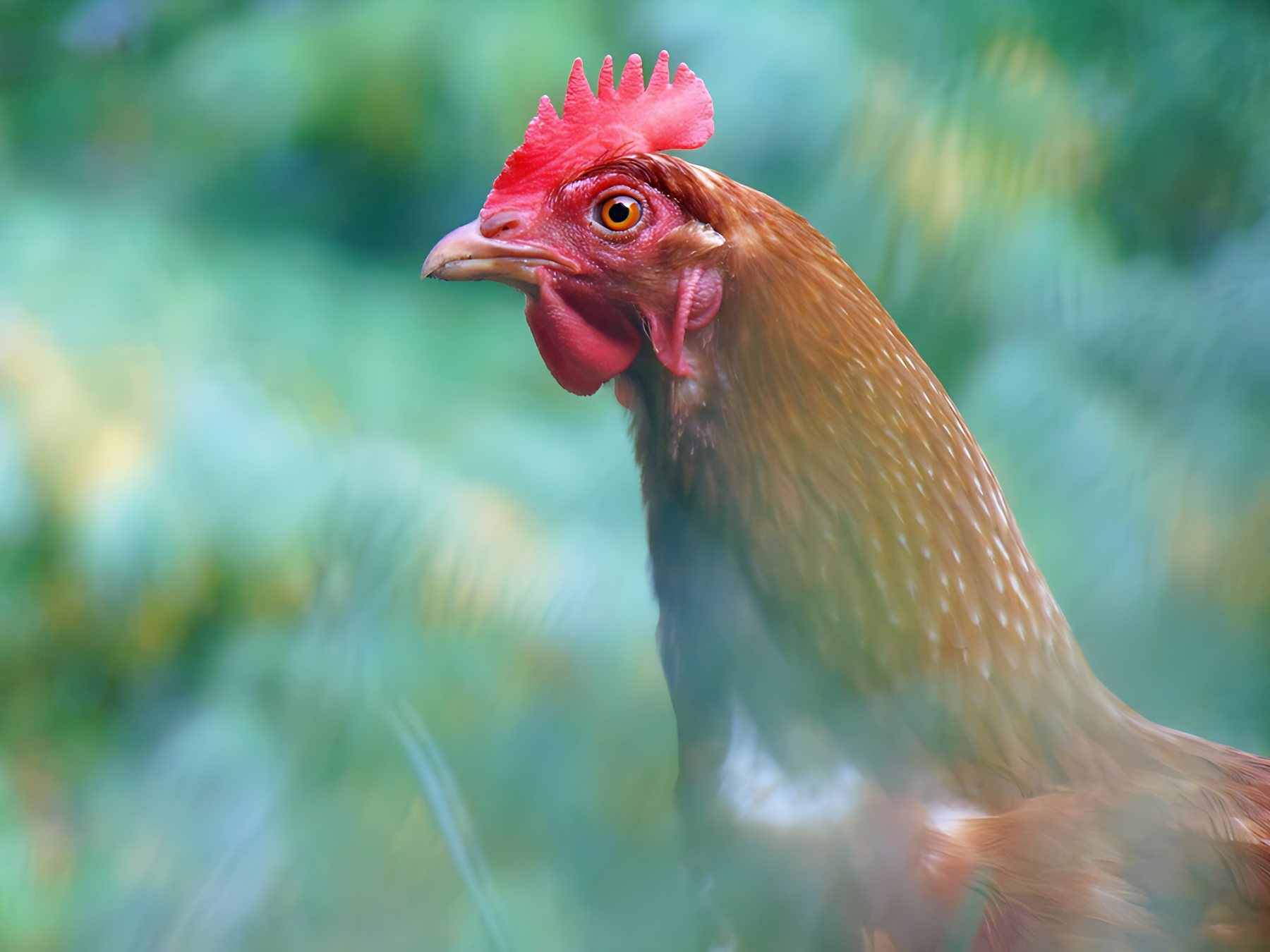 Kırnı tavuğu